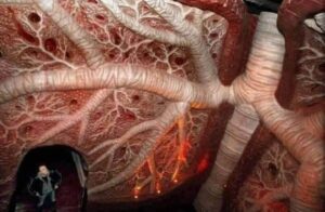 غرفة الرئة والجهاز التنفسي