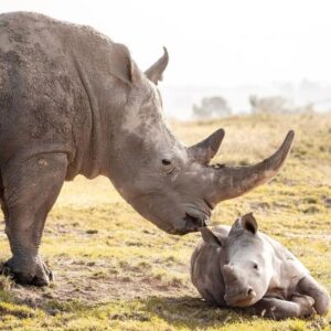 عجل وحيد القرن الأبيض وأمه