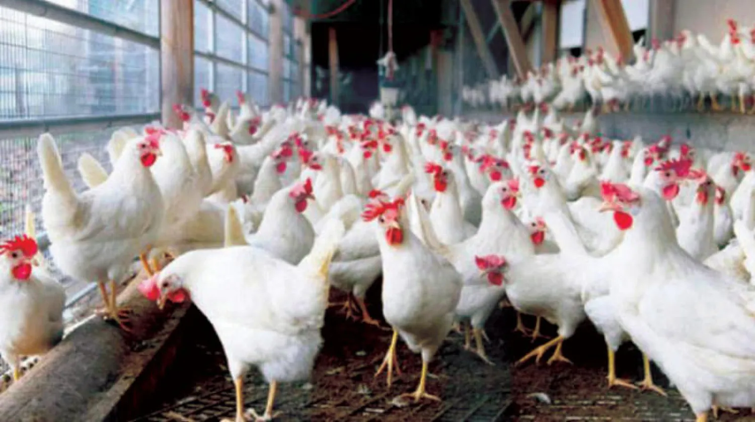 سعر الدواجن قبل الكريسماس اليوم الإثنين.. 90 جنيها للكيلو