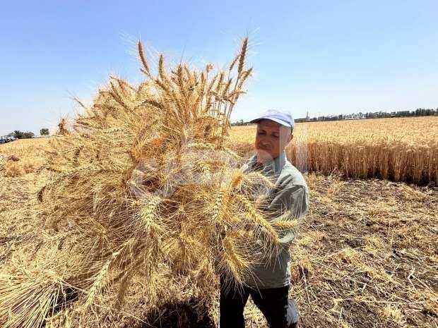 الحكومة تتسلم 644.850 ألف طن قمح حتى اليوم